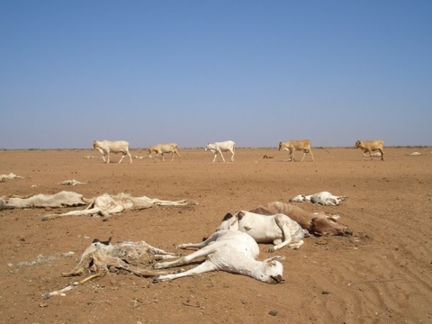 drought_kenya.jpg__800x600_q85_crop